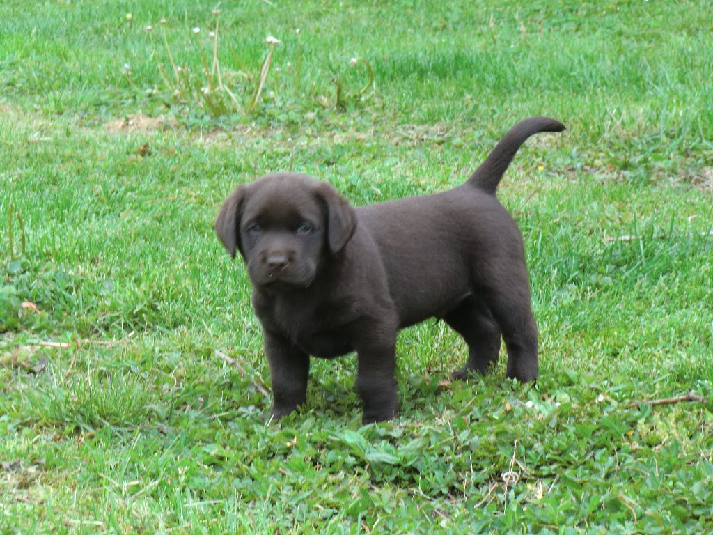 Chiot Elevage De La Legende Des Cigognes Eleveur De Chiens Labrador Retriever