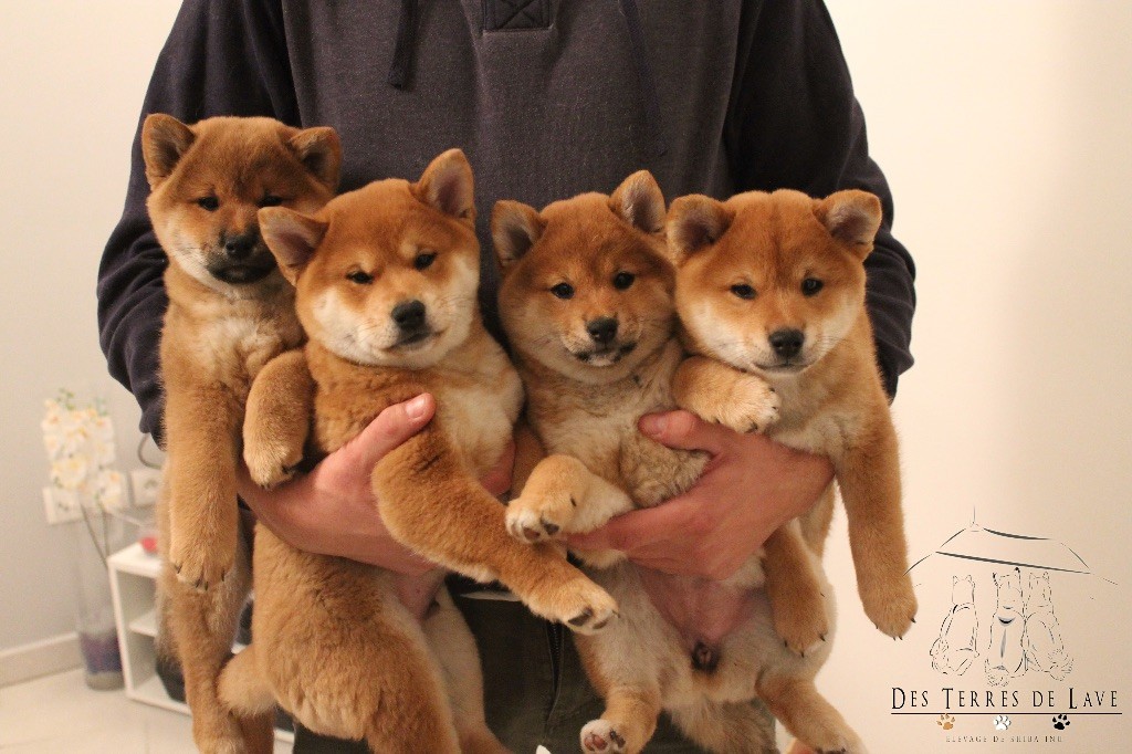 Photo Elevage Des Terres De Lave Eleveur De Chiens Shiba