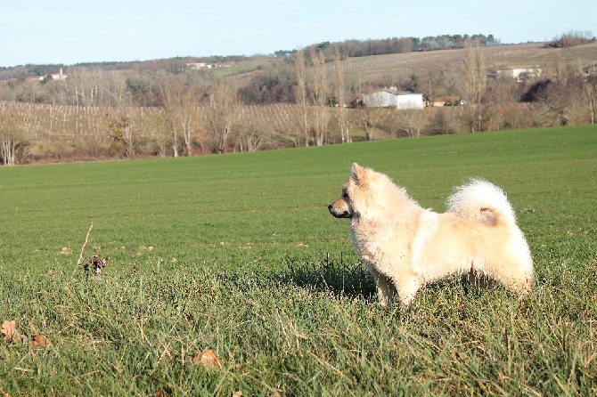 Accueil Elevage De Lalanjaylin Eleveur De Chiens Eurasier