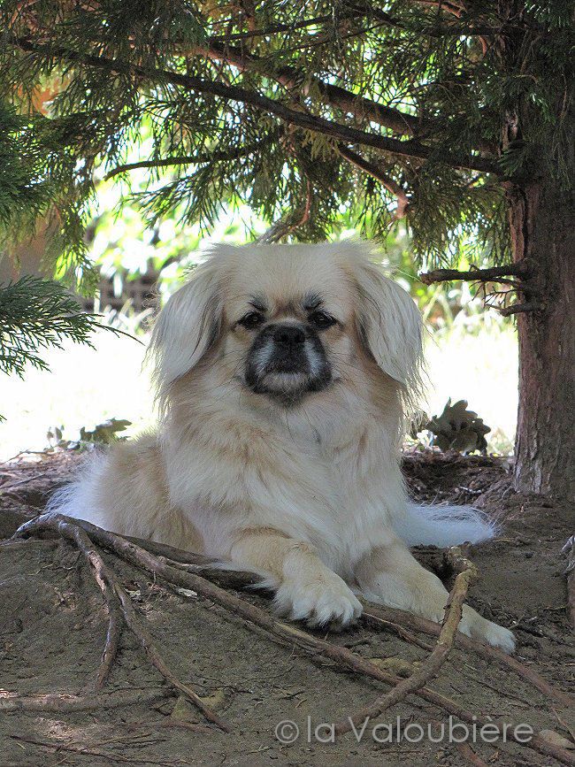 Accueil Elevage De La Valoubière Eleveur De Chiens