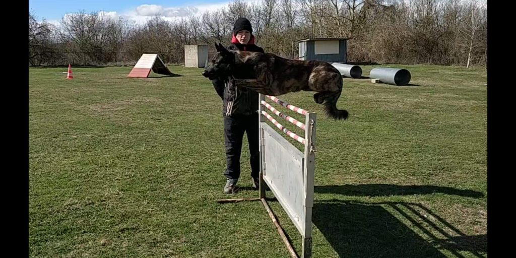 Neïko 2 des crocs d'eben