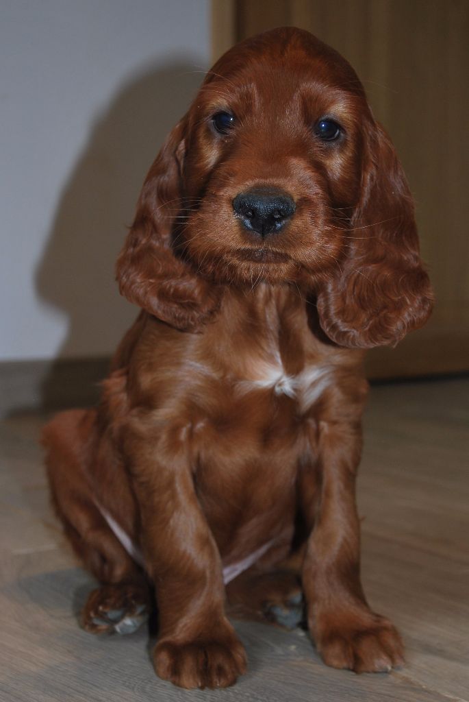 Chiot Elevage Du Manoir Des Sept Planetes Eleveur De Chiens Setter Irlandais Rouge