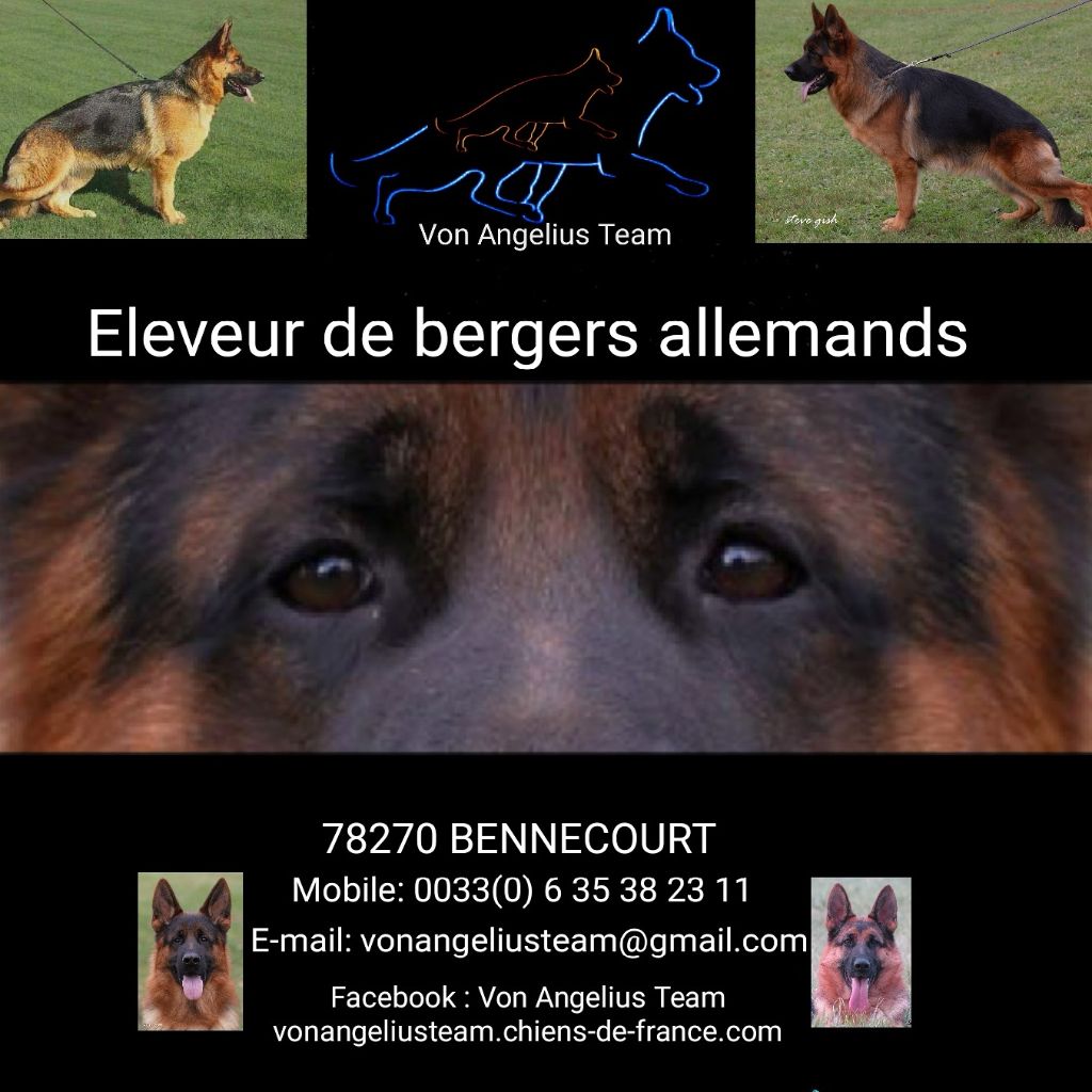 Accueil Elevage Von Angelius Team Eleveur De Chiens