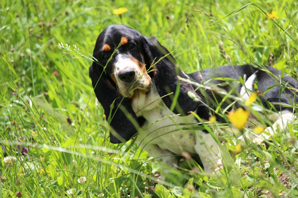 Race De Chien Basset Hound Chiot Face Isolé Vecteurs Et