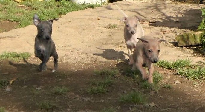 Accueil Elevage De La Ribiere Des Brumes Eleveur De Chiens Petit Levrier Italien