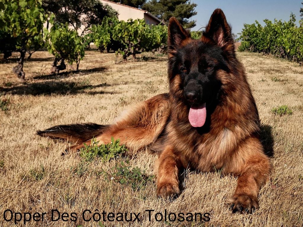 Opper Des Côteaux Tolosans