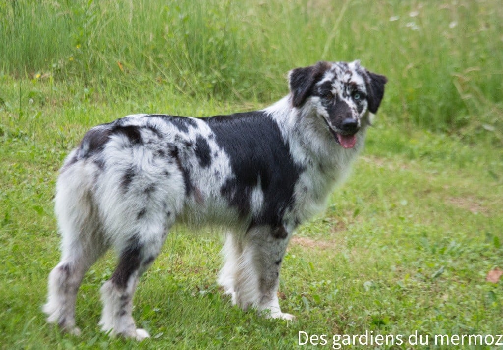 Uniquement toi Des Gardiens Du Mermoz