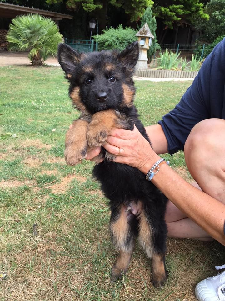 Chiot Berger Allemand Poil Long Orion Mâle Disponible En