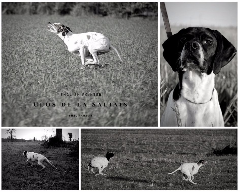 Accueil Elevage Du Clos De La Saliais Eleveur De Chiens