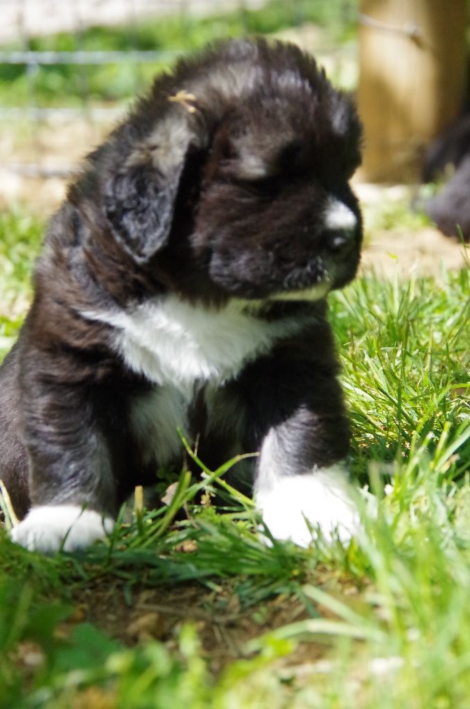 Chiot Elevage Sous Le Bramafan Eleveur De Chiens Berger