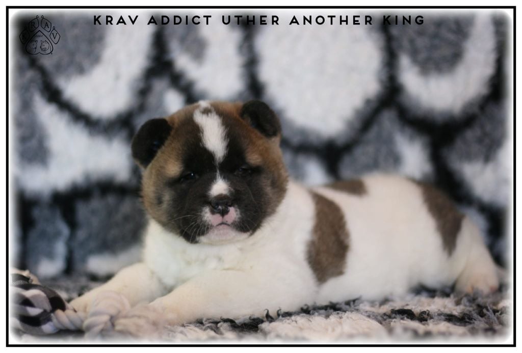 Krav Addict Uther another king