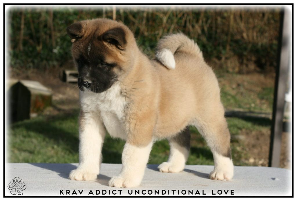 Krav Addict Unconditional love