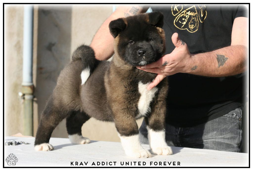 Krav Addict United forever