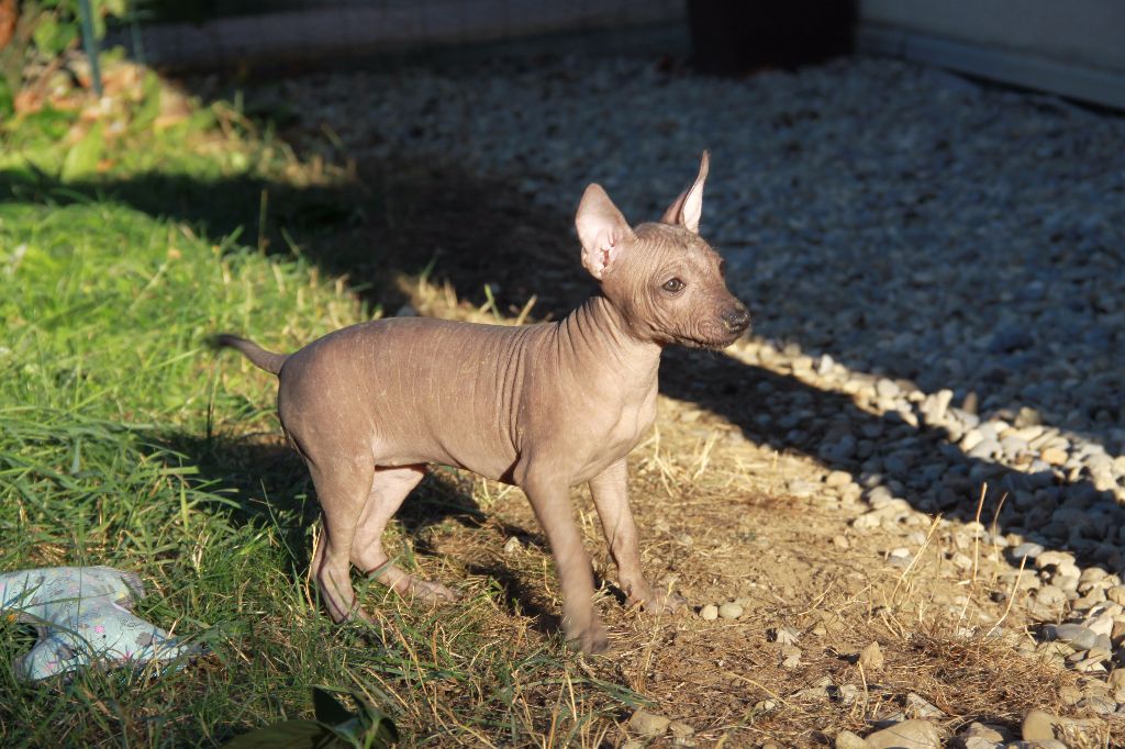 Chiot - eleveur de chiens Chien nu mexicain proche de Genève