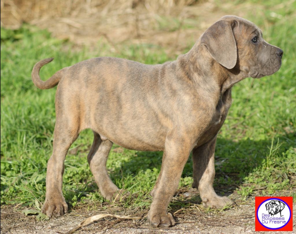 cane corso normandie - cane corso bleu elevage