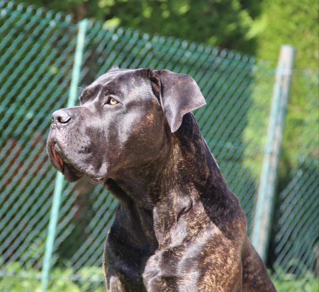 Tino maitouk des Légendes de Goliath