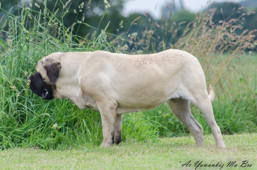 Naenia queen De Bel'eva