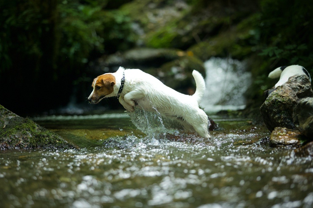 nimble tail Emeraude