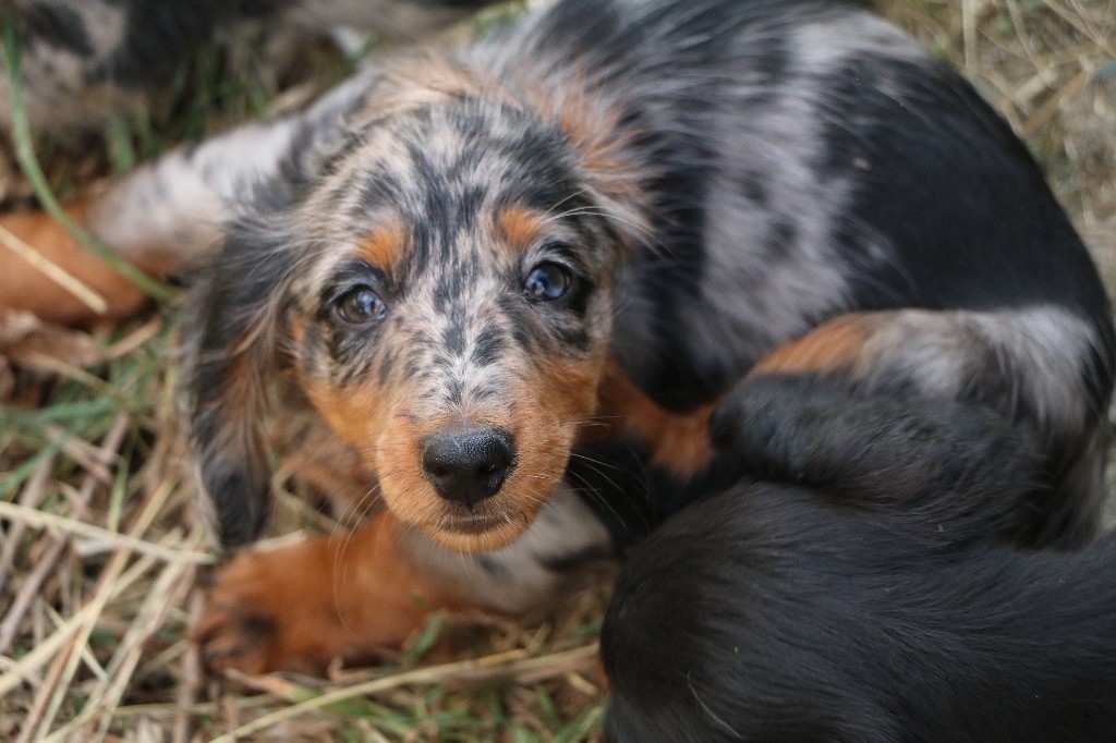 CH. Maximus Of German Lovely Dogs