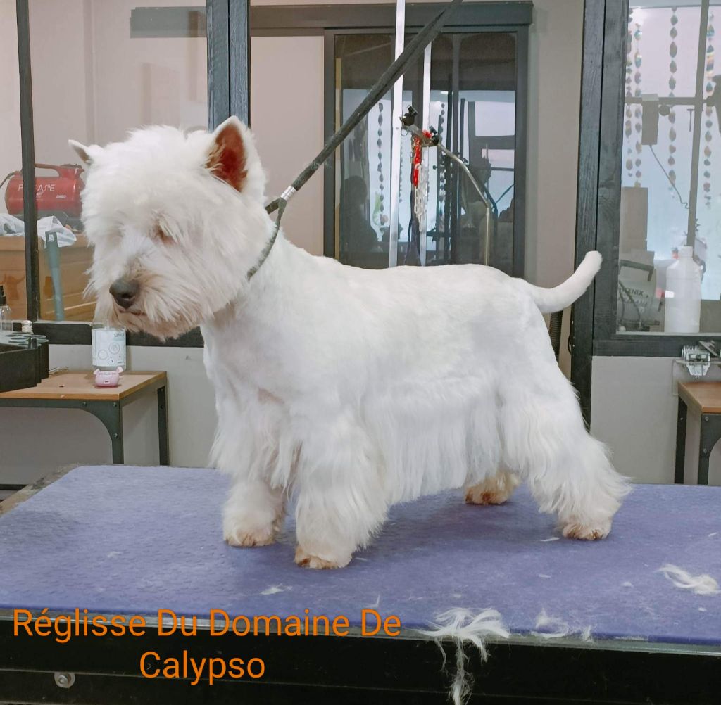 Reglisse Du Domaine De Calypso