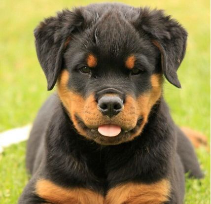 Accueil - Elevage de la Ferme Guélingé - eleveur de chiens Rottweiler