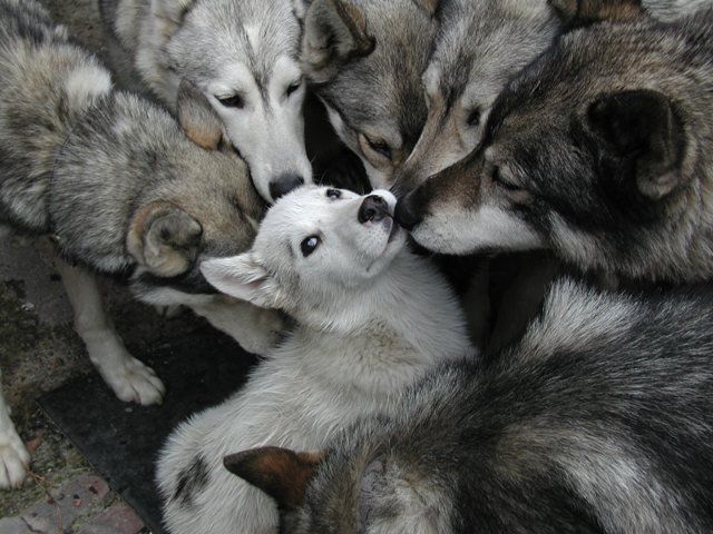 Accueil Elevage Du Domaine De Mi Loup Eleveur De Chiens