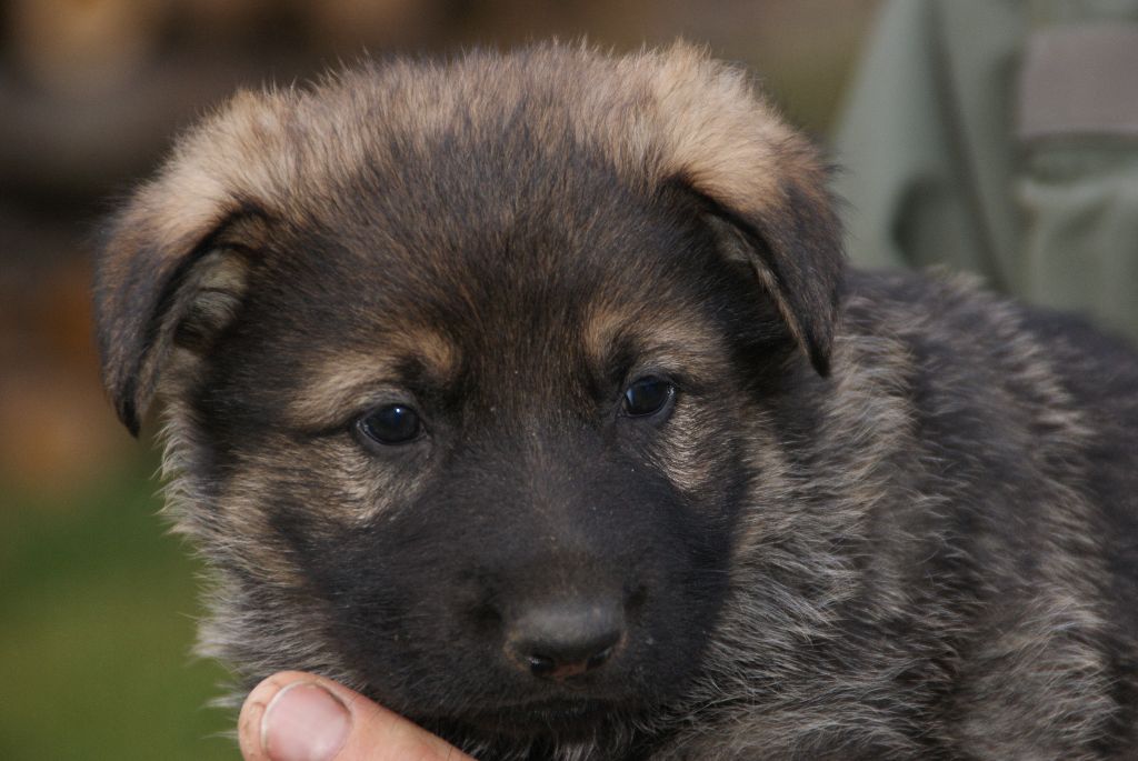 Chiot Elevage Vom Steinmetz Eleveur De Chiens Berger Allemand