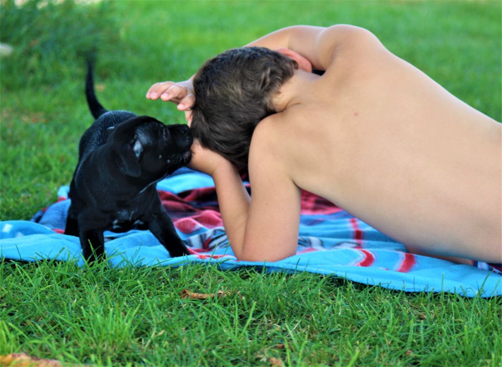 Saiian supa crew Of Black Lovely Staffie