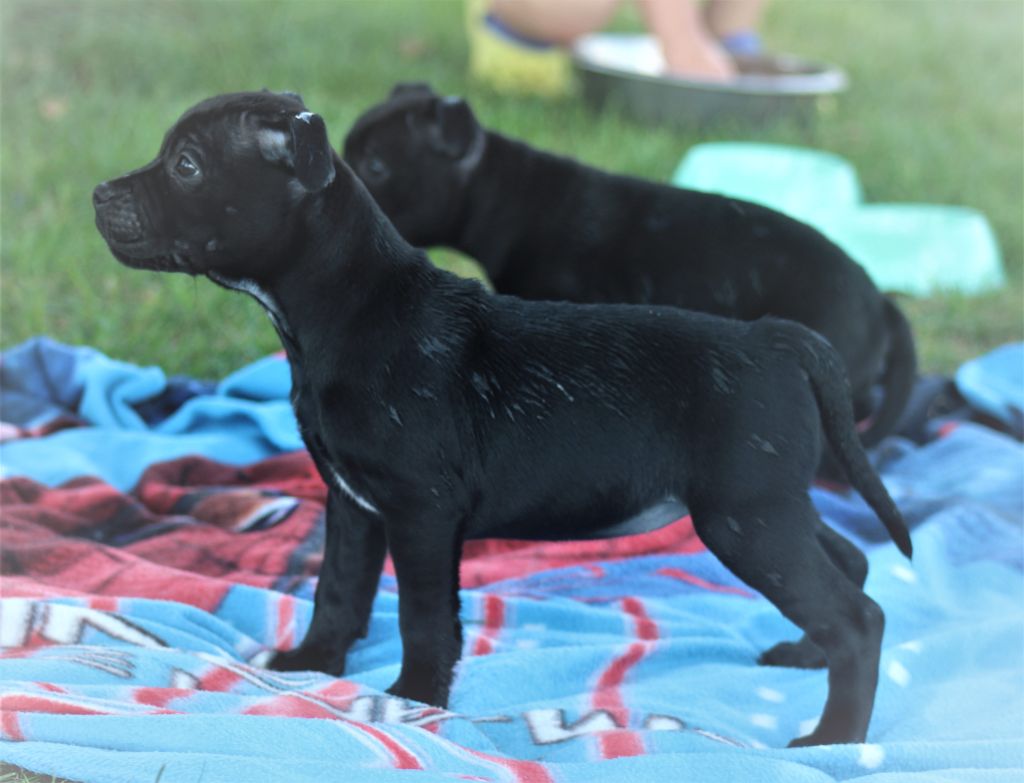 Saiian supa crew Of Black Lovely Staffie