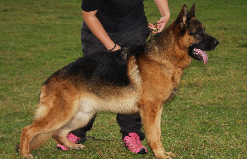 Accueil Elevage Du Domaine Damandine Eleveur De Chiens