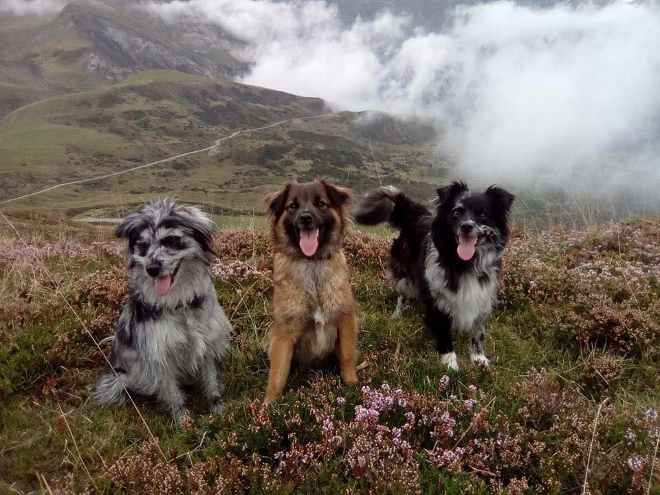 Accueil Elevage Des Monts Du Nord Eleveur De Chiens