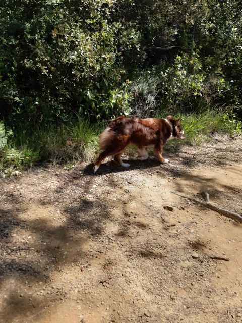 Punky pretty girl chemin de la lune aux reves