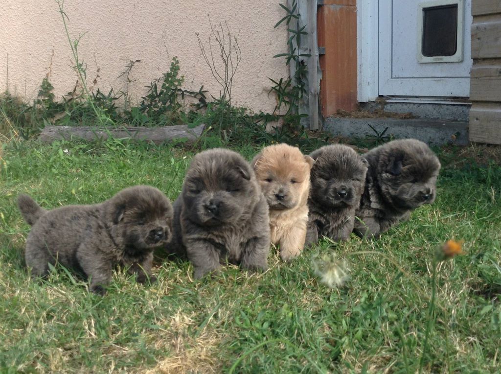 Accueil Elevage Du Royaume Des Chiens Ours Eleveur De