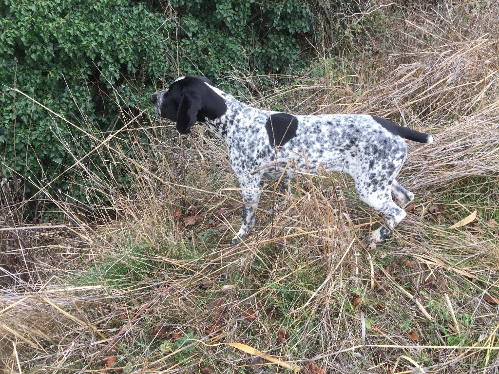 Maya du ruisseau de Montbrun