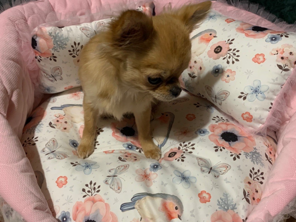 Accueil Elevage Du Coeur De Manavi Chihuahuas Poils Longs Lof