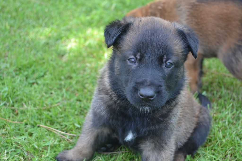 Torsion Destomac Du Chien Symptômes Traitement