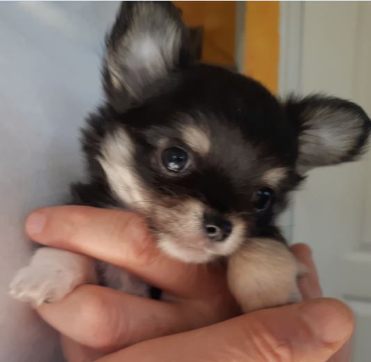 Chiot Chihuahua Mâle Disponible En Nouvelle Aquitaine 33