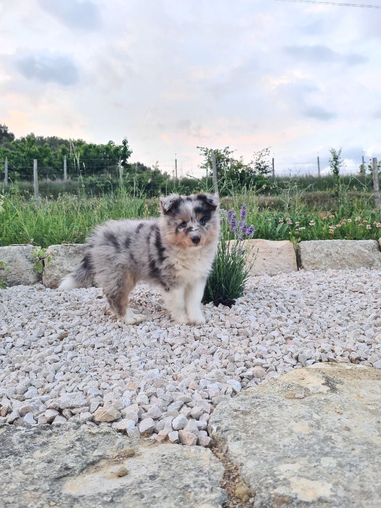 Taya la bleue Du Petit Berger Sympa