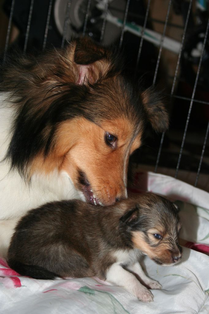 Accueil Elevage Du Petit Berger Sympa Eleveur De Chiens