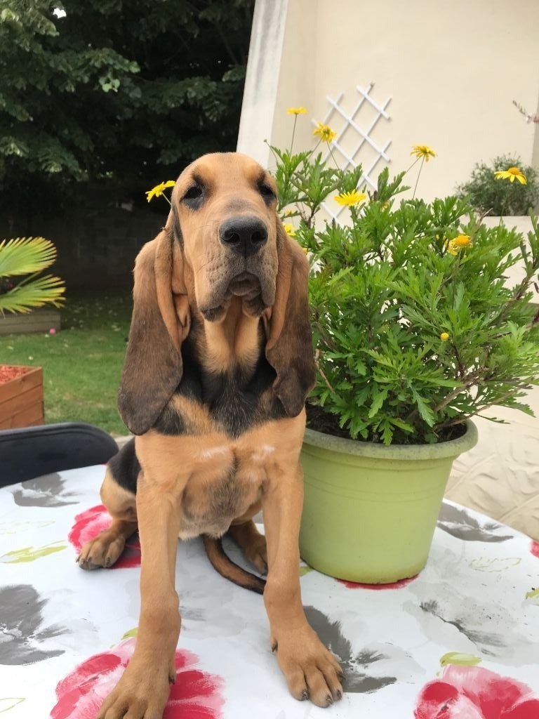 Chiot Chien De Saint Hubert Femelle Disponible En Occitanie