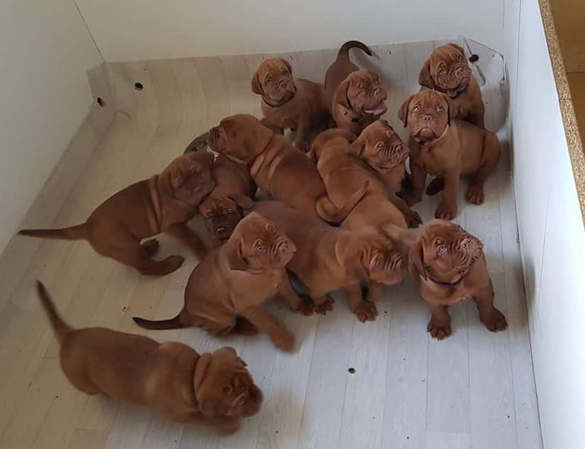 Accueil Elevage Du Diamant Brut Eleveur De Chiens Dogue De Bordeaux