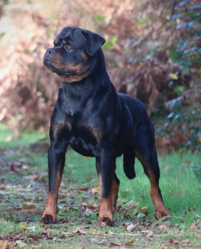 U cerbère Des Rotts D'enowill