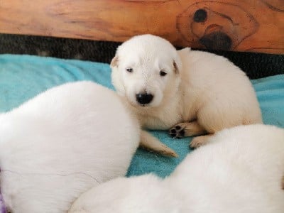 Berger Blanc Suisse - du Domaine De Cap Dé Lastouse