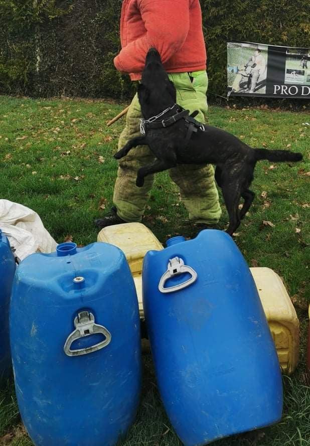 Raposa empalhda Des Héritiers D'hojoshei