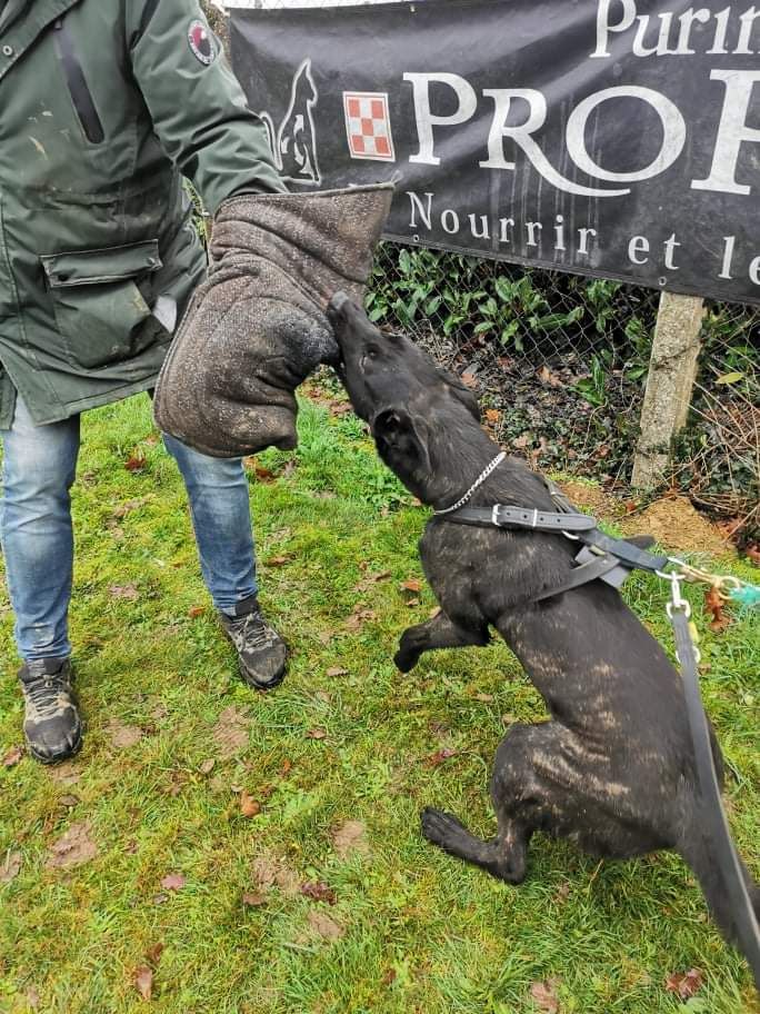 Raposa empalhda Des Héritiers D'hojoshei