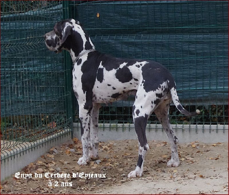 Enya du Cerbere d'Eyjeaux