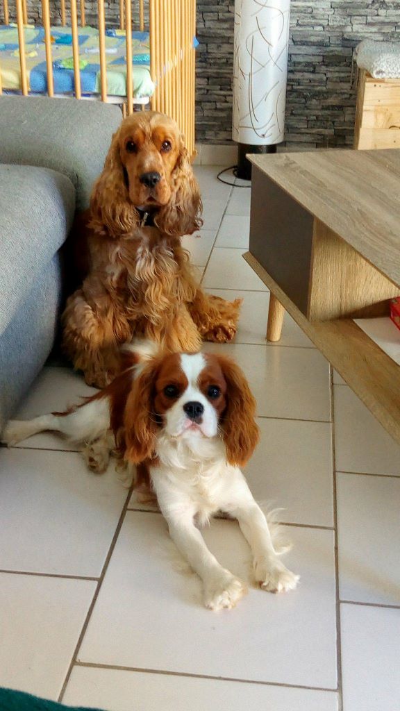 Accueil Elevage Des Cavaliers De Cecvan Eleveur De Chiens Cavalier King Charles Spaniel