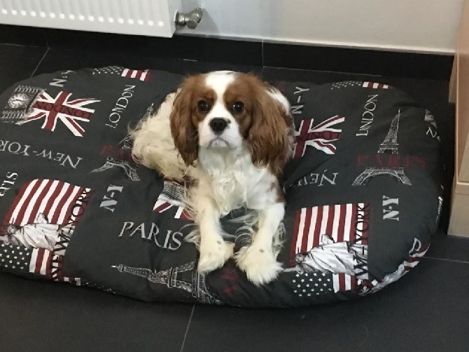 Accueil Elevage Des Cavaliers De Cecvan Eleveur De Chiens Cavalier King Charles Spaniel