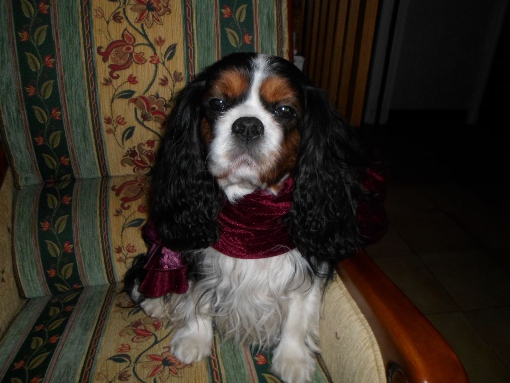 Accueil Elevage Des Cavaliers De Cecvan Eleveur De Chiens Cavalier King Charles Spaniel