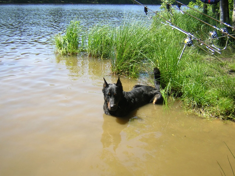 CH. Pharaon de L'Etang des Chalands